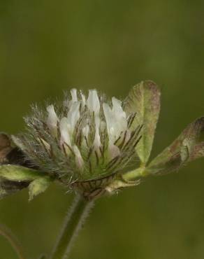 Fotografia 6 da espécie Trifolium cherleri no Jardim Botânico UTAD