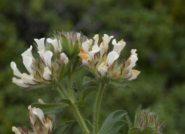 Fotografia da espécie Trifolium cherleri