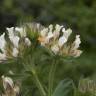 Fotografia 7 da espécie Trifolium cherleri do Jardim Botânico UTAD