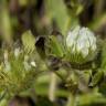 Fotografia 8 da espécie Trifolium cherleri do Jardim Botânico UTAD