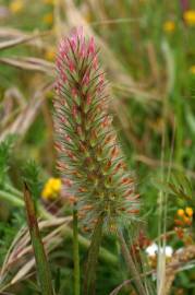 Fotografia da espécie Trifolium angustifolium