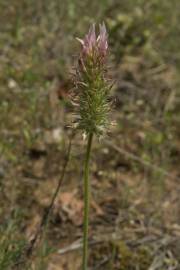 Fotografia da espécie Trifolium angustifolium