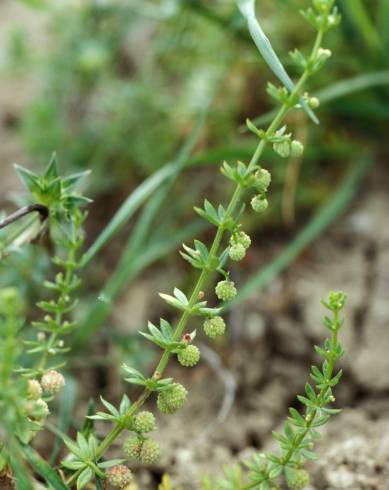 Fotografia de capa Galium verrucosum - do Jardim Botânico