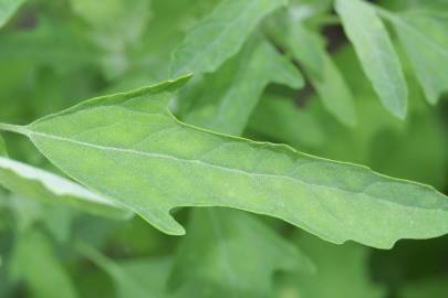 Fotografia da espécie Chenopodium ficifolium