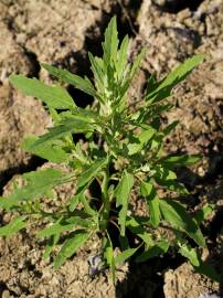 Fotografia da espécie Chenopodium ficifolium