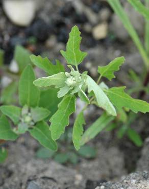 Fotografia 4 da espécie Chenopodium ficifolium no Jardim Botânico UTAD