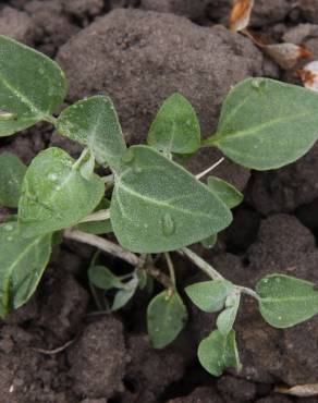 Fotografia 3 da espécie Chenopodium vulvaria no Jardim Botânico UTAD