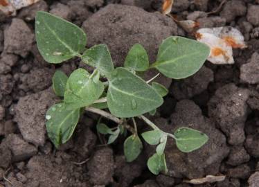 Fotografia da espécie Chenopodium vulvaria