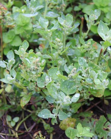 Fotografia de capa Chenopodium vulvaria - do Jardim Botânico