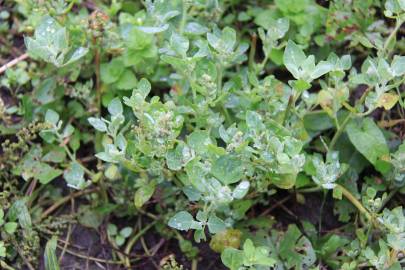 Fotografia da espécie Chenopodium vulvaria