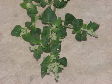 Fotografia da espécie Chenopodium vulvaria