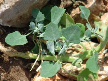 Fotografia da espécie Chenopodium opulifolium