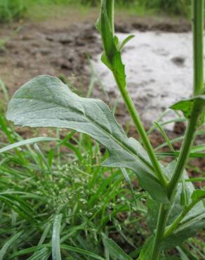 Fotografia 12 da espécie Centaurea melitensis no Jardim Botânico UTAD