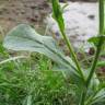 Fotografia 12 da espécie Centaurea melitensis do Jardim Botânico UTAD