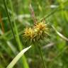 Fotografia 7 da espécie Carex flava do Jardim Botânico UTAD