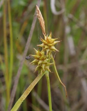 Fotografia 10 da espécie Carex flava no Jardim Botânico UTAD