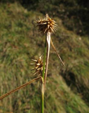 Fotografia 12 da espécie Carex flava no Jardim Botânico UTAD