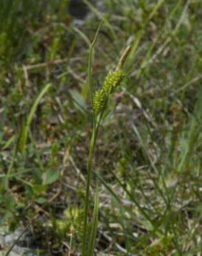 Fotografia 13 da espécie Carex flava no Jardim Botânico UTAD