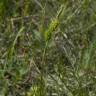 Fotografia 13 da espécie Carex flava do Jardim Botânico UTAD