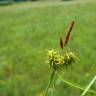 Fotografia 15 da espécie Carex flava do Jardim Botânico UTAD