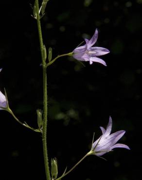 Fotografia 7 da espécie Campanula rapunculus no Jardim Botânico UTAD