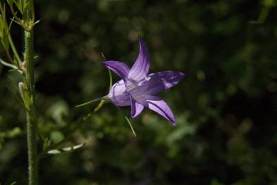 Fotografia da espécie Campanula rapunculus