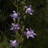 Fotografia 9 da espécie Campanula rapunculus do Jardim Botânico UTAD