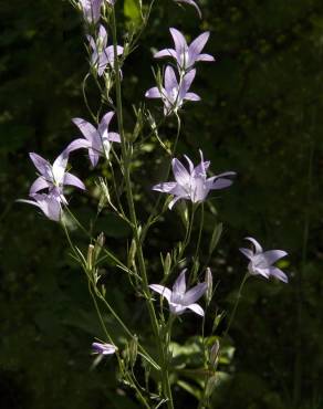 Fotografia 11 da espécie Campanula rapunculus no Jardim Botânico UTAD