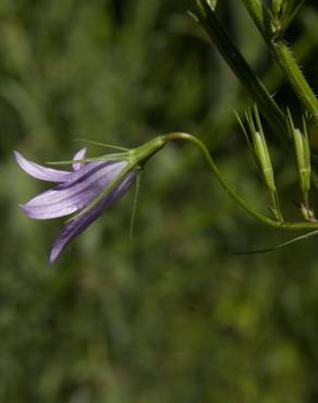 Fotografia 14 da espécie Campanula rapunculus no Jardim Botânico UTAD