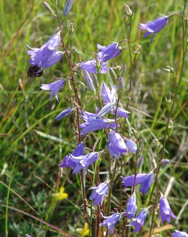 Fotografia de capa Campanula rapunculus - do Jardim Botânico