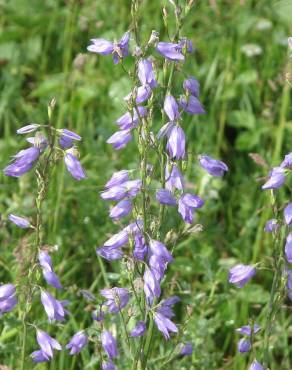 Fotografia 16 da espécie Campanula rapunculus no Jardim Botânico UTAD