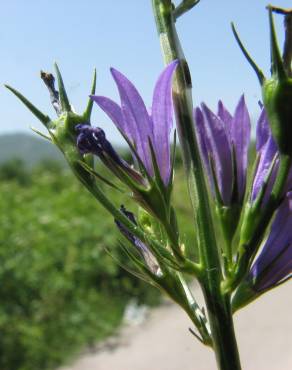 Fotografia 17 da espécie Campanula rapunculus no Jardim Botânico UTAD