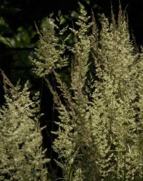 Fotografia 3 da espécie Calamagrostis canescens no Jardim Botânico UTAD