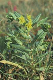 Fotografia da espécie Bupleurum lancifolium