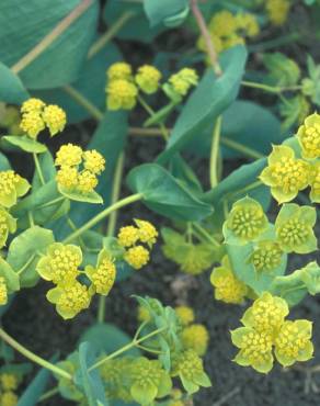 Fotografia 3 da espécie Bupleurum lancifolium no Jardim Botânico UTAD