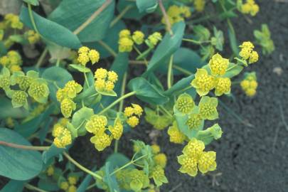 Fotografia da espécie Bupleurum lancifolium