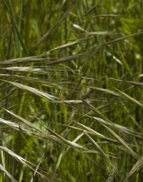 Fotografia 8 da espécie Bromus sterilis no Jardim Botânico UTAD