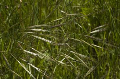 Fotografia da espécie Bromus sterilis