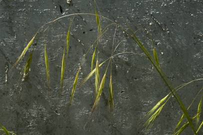 Fotografia da espécie Bromus sterilis