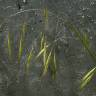 Fotografia 9 da espécie Bromus sterilis do Jardim Botânico UTAD