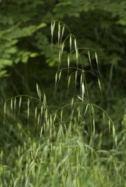 Fotografia da espécie Bromus sterilis
