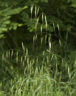 Fotografia 10 da espécie Bromus sterilis no Jardim Botânico UTAD