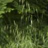 Fotografia 10 da espécie Bromus sterilis do Jardim Botânico UTAD