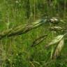 Fotografia 3 da espécie Bromus racemosus do Jardim Botânico UTAD