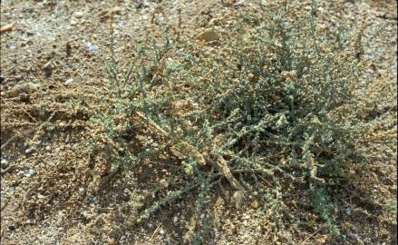 Fotografia da espécie Atriplex glauca