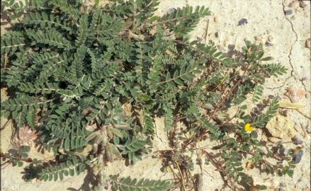 Fotografia da espécie Astragalus stella