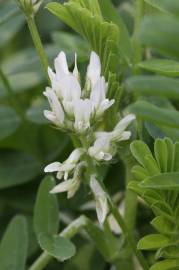 Fotografia da espécie Astragalus hamosus