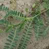 Fotografia 4 da espécie Astragalus boeticus do Jardim Botânico UTAD