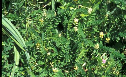 Fotografia da espécie Astragalus boeticus