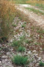 Fotografia da espécie Agrostis canina